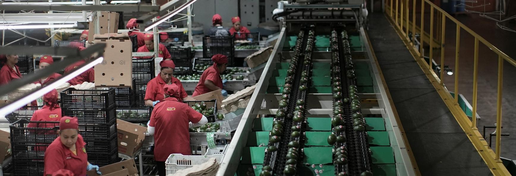 Employees work at an avocado packing warehouse in Tacambaro de Codallos, Michoacan state, after the United States suspended avocado export inspections on 6 August 2026. Photo by Reuters/Ivan Arias