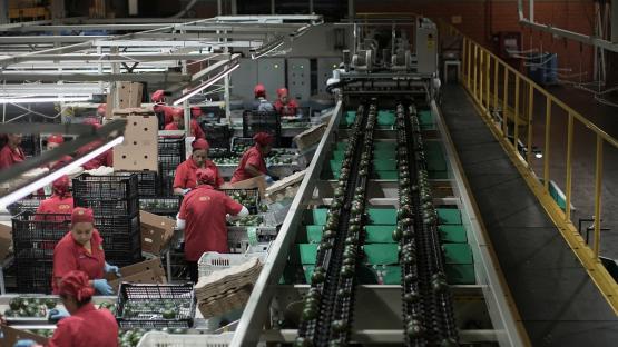 Employees work at an avocado packing warehouse in Tacambaro de Codallos, Michoacan state, after the United States suspended avocado export inspections on 6 August 2026. Photo by Reuters/Ivan Arias